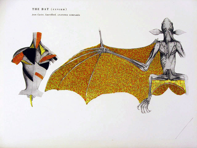 Beaded animal series thebat 640 xxx q85