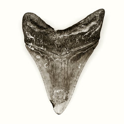 Megaladon tooth web 250 xxx q85