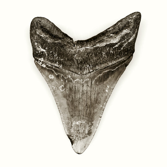 Megaladon tooth web 540 xxx q85