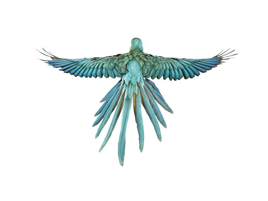 081017aw blue throated macaw 00072 545 xxx q85