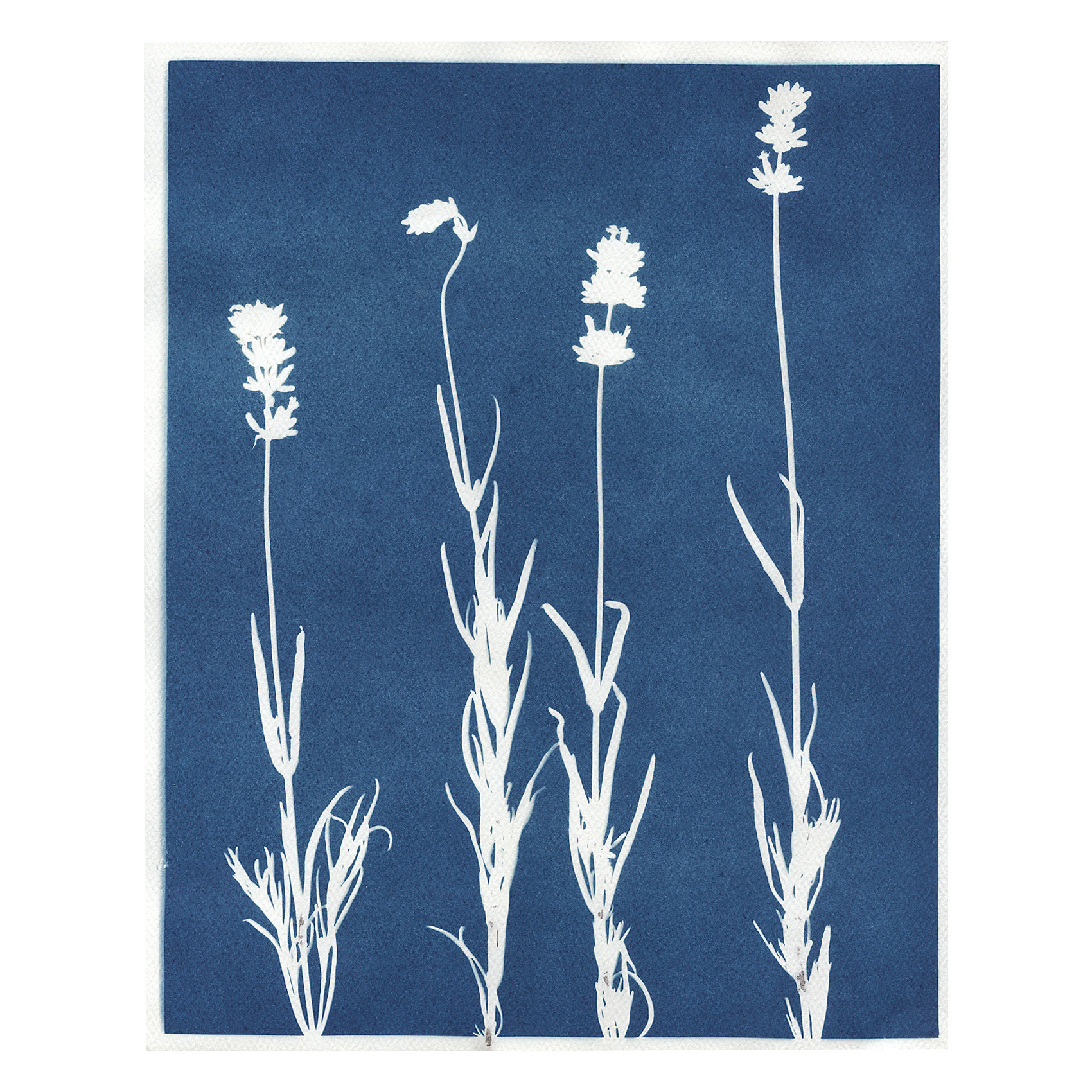 Whisper Editions » FIELD APOTHECARY » Herbal Cyanotype Set